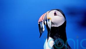 UK urged to ‘stand strong’ against EU on fishery closures to help seabirds