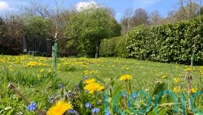 Gardeners back less frequent lawn mowing, poll finds, as ‘No Mow May’ begins