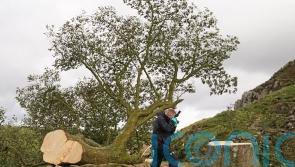 Two men charged over felling of Sycamore Gap tree