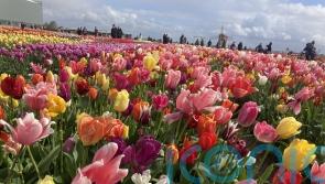 Why Amsterdam is blooming wonderful at the height of tulip season