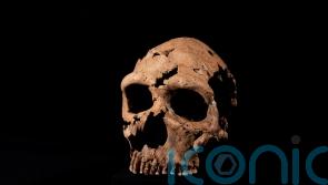 Neanderthal skull is pieced back together as part of Netflix documentary