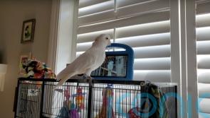 Parrots taught to video call friends ‘prefer live chats over recorded messages’