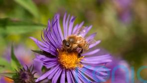 How to attract more bees to your garden