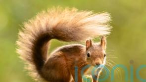 Leprosy ‘may have spread between red squirrels and humans in medieval England’