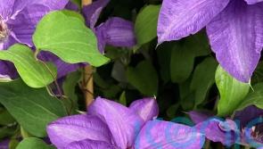 Sneak peek at new plants being launched at RHS Chelsea Flower Show
