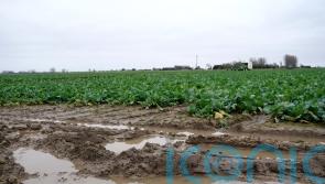 Farmer confidence at all-time low as 82% hit by wet weather, unions warn
