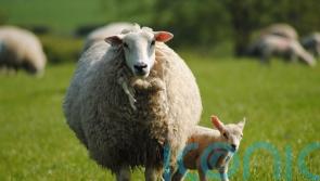 Warning ‘high probability’ new strain of bluetongue will spread from Europe