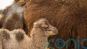 Whipsnade Zoo celebrates birth of camel for first time in eight years