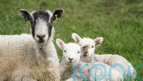 Experts warn of ‘very high probability’ bluetongue will spread from Europe