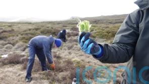 Moss ‘speed bumps’ planted on Kinder Scout to curb flood risk and restore peat