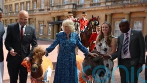 Camilla feeds donkeys and horses while hosting equine charity reception