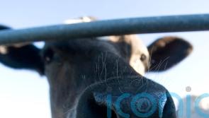 Restrictions imposed as cow is identified with BSE on Scottish farm