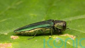 Research hub to receive £4m to tackle pests and pathogens threatening trees