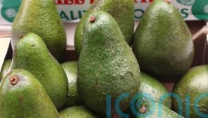 Avocados getting smashed by climate change, report warns