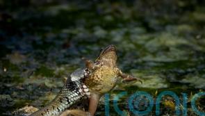 Primary school pupils witness dramatic moment grass snake catches frog