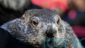 Punxsutawney Phil’s babies have been named Shadow and Sunny