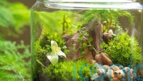 5 easy terrarium plants for beginners