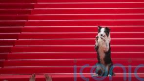 Messi the dog comes to Cannes for an encore