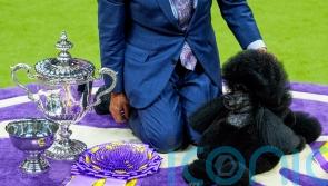 Miniature poodle named Sage wins Westminster Kennel Club dog show