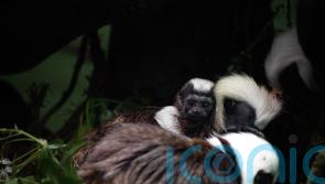 Zoo announces birth of tiny tamarin to mark Endangered Species Day