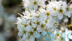 Hawthorn out, resilient plants in for Chelsea garden as climate changes