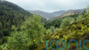 More than 8,000 hectares ‘left to nature’ under new forest management approach
