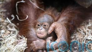 Call for Scots firm linked to orangutan row to be barred from renewable leases