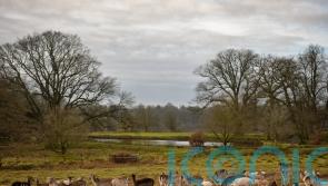 Park which inspired Sir David Attenborough becomes national nature reserve