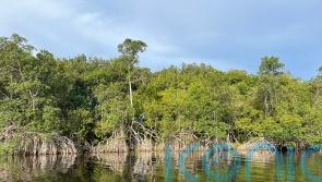 Half the world’s mangroves ‘at risk of collapse’ as climate change threat grows