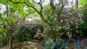 Protect British nature, do not buy rhododendron ponticum, gardeners urged