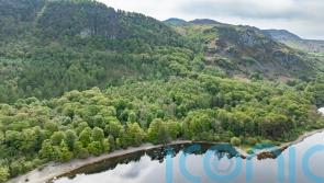 Rare English rainforest to become protected nature reserve