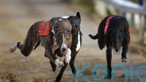 Government ‘not persuaded’ of need to ban greyhound racing, says minister