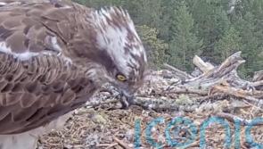 Livestream ospreys welcome first chick of the season