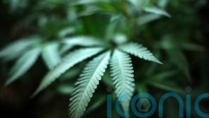 Daily marijuana use outpaces daily drinking in the US, study says