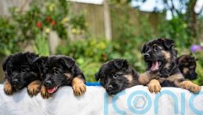 Pet owners offered tips to cut vet bills as competition watchdog confirms probe