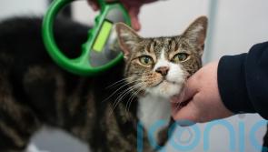 Struggling to afford vet care? Here are some tips amid investigation into sector