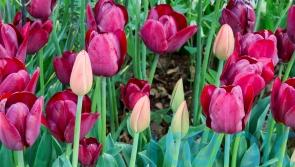 Do you really need to lift tulips in summer?