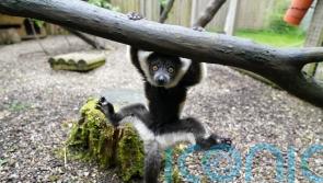 Two critically endangered lemurs born at Scottish safari park