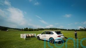 Herding sheep in a Bentley – how hard could it be?