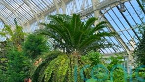 AI enlisted in the hunt for female partner for lonely ancient plant