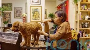 How to deal with pet smell and hair at home