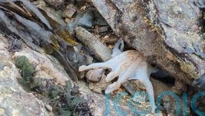Octopus caught on camera changing its colour at North Wales beach