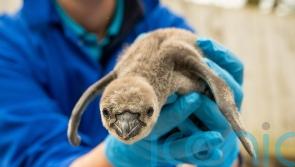 Chester Zoo welcomes 11 baby penguins – the most in more than a decade