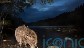 Public bodies on ‘go slow’ on boosting beaver numbers, campaigners argue