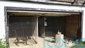 Members of international dog-fighting ring jailed