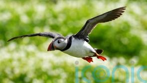 Rangers gear up for first full count of Farne Islands’ puffins in five years