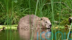 Ban peat sales and back beavers as part of policies for nature, parties urged