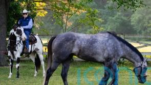 Stall one, but legend Lukas expecting big Seize The Grey run in Belmont