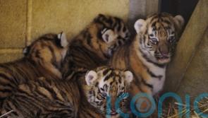Four rare tiger cubs born at Longleat a month ago doing well, keepers say