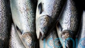 More aquatic animals farmed than fished in 2022 in world first – UN